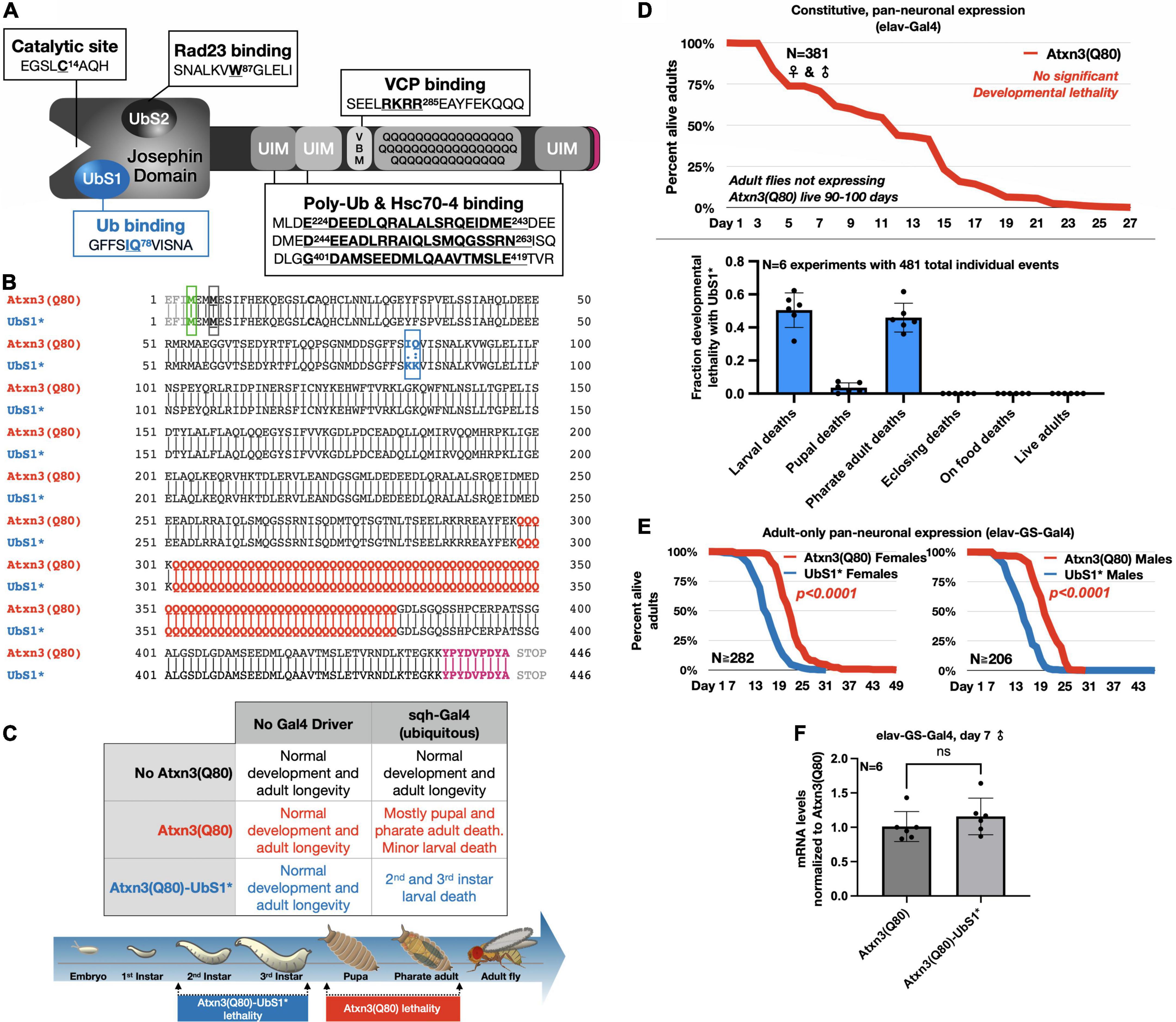 Ubiquitin-binding site 1 of pathogenic ataxin-3 regulates its toxicity in Drosophila models of Spinocerebellar Ataxia Type 3